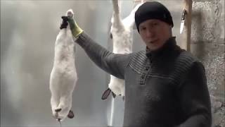 Забой кролика обучающее видео домашняя мини бойня