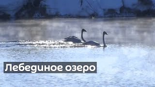 Лебединое озеро: как зимуют перелетные птицы