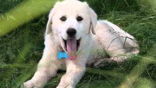 Akbash dog breed video