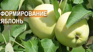 Фермер Василе Берзой. Как формировать яблоню. Обрезка яблонь