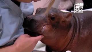 Premature Baby Hippo Fiona is Eating Better - Cincinnati Zoo