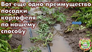 Вот еще одно преимущество посадки картофеля по нашему способу