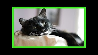 Katze entwurmen: Das solltest du beachten