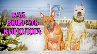 Как выбрать инструктора  Дрессировка питбуля