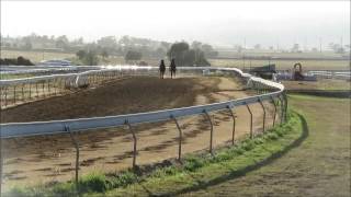 Archytas and our STRATUM x Bethany gelding in pre-training (March 2014)