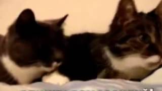 Приколы с кошками Кошачий секс игры. Приколы с Кошками