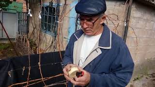 Осенняя обрезка кустов винограда для выращивания на первом ярусе беседки, второй год жизни