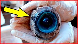 ТОП 5 самых отвратительных блюд со всего мира - ЖЕСТЬ!