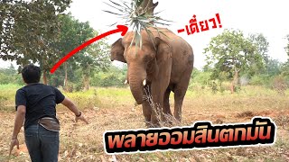 ช้างตกมัน! พลายออมสิน เล่นท่ายาก