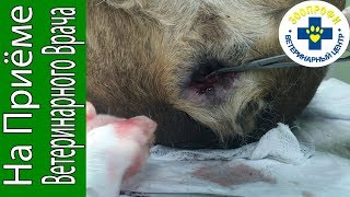 ОПЕРАЦИЯ ПО УДАЛЕНИЮ ПОЛИПА ИЗ ПРЯМОЙ КИШКИ У АНГЛИЙСКОГО БУЛЬДОГА.