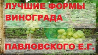 Виноград Павловского Е Г / Grapes Pawlowski