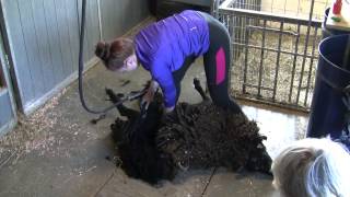 Black Sheep shearing