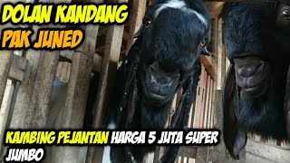 "Dolan Kandang" - Kambing Pejantan Harga 5 Juta Super Jumbo