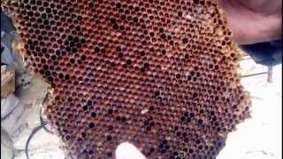 Извлечение получение и переработка перги из пчелиных сот  Retrieve get and processing of pollen from