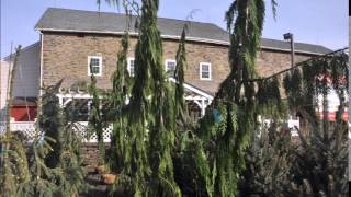 Chamaecyparis nootkatensis 'Green Arrow'