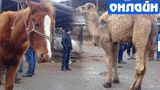 ОТ ВА ТУЙА НАРХЛАРИ | OT VA TUYA NARXLARI 2018
