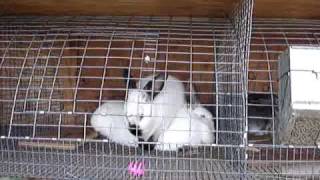 Californian meat rabbits breeding.