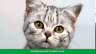 Kedi Miyavlama Sesi / Cat Meow Sound
