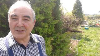 Приусадебное хозяйство 6. Княженика - забытая ягода .