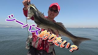 〇〇すれば簡単にシーバスが釣れる！