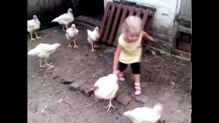 How To Catch A Chicken Easily | Как поймать курицу
