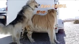 이루어 질 수 없는 사랑 호랑이를 사랑한 강아지