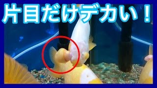 片目だけ異様に大きい金魚 なんか取れそうで怖い