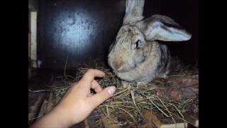 Как мы держали кроликов в гараже! (rabbits in the garage)