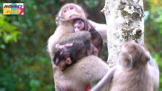 My God! Candy steal newborn Opie & run fast to tree | Olivia afraid of lost baby | Monkey Daily 3324