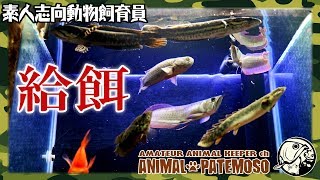 60㎝ワイド水槽の生体達に餌をやる【アクアリウム】【熱帯魚】