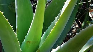 ALOE VERA: cortarlo y aplicarlo