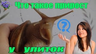 Что такое прирост  улиток? Рост и развитие африканских улиток ахатин и архахатин.