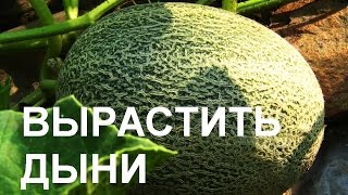ВЫРАЩИВАНИЕ ДЫНЬ За и против