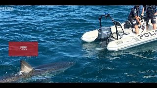 Полицияни акула овлади  - BBCUZBEK.COM