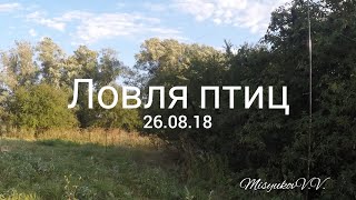Ловля птиц 2