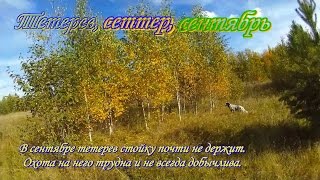 Охота с легавой. Тетерев, сеттер, сентябрь.