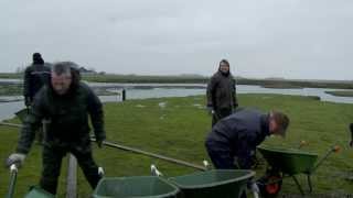 Vrijwilligers van de VWG Texel en Natuurmonumenten helpen broedvogels