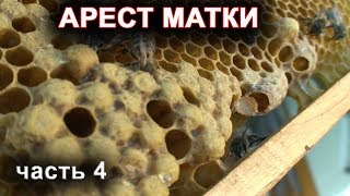 Арест матки для получения маточников тихой смены. часть 4
