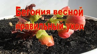 ?Клубневая бегония весной. Правильный уход за бегонией.?