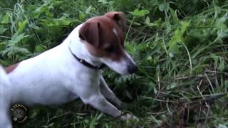 Джек Рассел терьер и ежик, #ДжекРассел, #ежик
