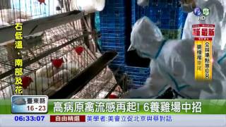 高病原禽流感再起! 6養雞場中招