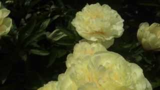 Peony Sunny Boy - www.peonyshop.com