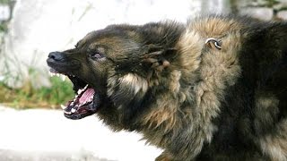НАПАДЕНИЕ КАВКАЗСКОЙ ОВЧАРКИ