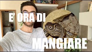 DIAMO DA MANGIARE alle TARTARUGHE d'Acqua Dolce!