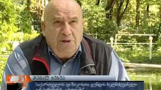 ქართველები ცერნის ექსპერიმენტში