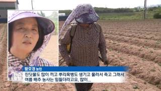 폭염에도 생생…더위에 강한 채소 개발