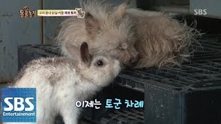 토끼와 강아지의 사랑 @TV동물농장 140413