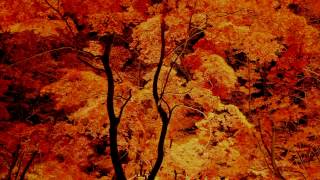 長瀞町月の石紅葉公園3min