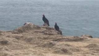 Chilean Coast