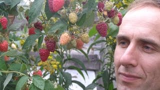 Высокоурожайные сорта ремонтантной малины "Пингвин" и "Бриллиантовая"